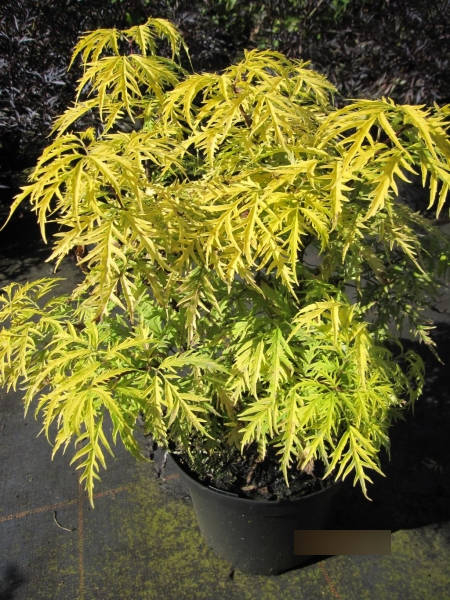 Sambucus racemosa Golden Lace - Goldholunder Golden Lace